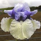 Perfect Couple - reblooming tall bearded Iris