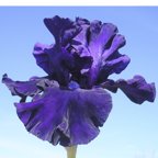 Perfect Pitch - fragrant reblooming tall bearded Iris