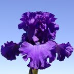 Perfect Touch - tall bearded Iris