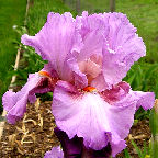 Persian Berry - reblooming tall bearded Iris