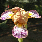 Persona - MDB Miniature Dwarf Bearded Iris
