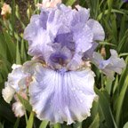 Pewter Treasure - tall bearded Iris