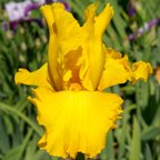 Phaeton - tall bearded Iris