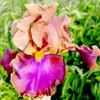 Pheasant Feathers - tall bearded Iris