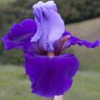 Physique - tall bearded Iris