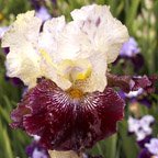 Piano Man - tall bearded Iris