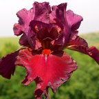 Picante - tall bearded Iris