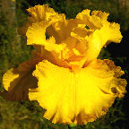 Picasso Moon - reblooming tall bearded Iris