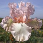 Pillow Fight - tall bearded Iris