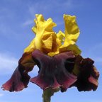 Pinball Wizard - fragrant reblooming tall bearded Iris