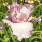 Pink Belle - tall bearded Iris