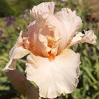 Pink Champagne - tall bearded Iris