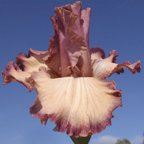 Pink Charming - tall bearded Iris