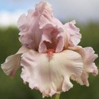 Pink Dancer - reblooming tall bearded Iris