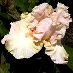 Pink Horizon - tall bearded Iris