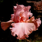 Pink Positive - fragrant tall bearded Iris
