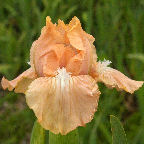 Pink Smash - SDB Standard Dwarf Bearded