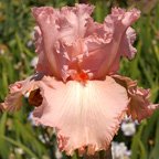 Pink Swan - tall bearded Iris