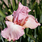 Pink Taffeta - tall bearded Iris