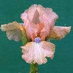 Pinkster - fragrant SDB Standard Dwarf Bearded