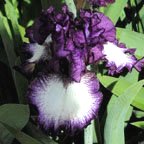 Pirates' Den - tall bearded Iris