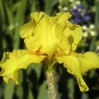 Pirate's Quest - tall bearded Iris