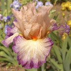 Planned Treasure - fragrant tall bearded Iris