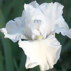 Platinum - reblooming tall bearded Iris