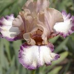 Platform - tall bearded Iris