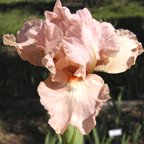 Plaza Pink - Intermediate bearded Iris