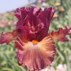 Pleasant Surprise - tall bearded Iris