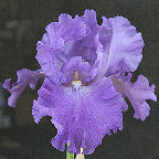 Pledge Allegiance - tall bearded Iris