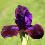Plum Wine - reblooming SDB Standard Dwarf Bearded