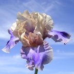 Poem of Ecstasy - reblooming tall bearded Iris
