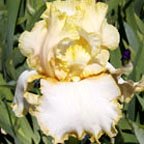 Poetic - tall bearded Iris