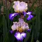 Point Made - fragrant reblooming tall bearded Iris