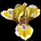 Pokemon - fragrant reblooming MDB Miniature Dwarf Bearded Iris