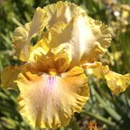 Polish Princess - fragrant reblooming tall bearded Iris