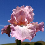 Pond Lily - reblooming tall bearded Iris