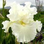 Porcelain Frills - reblooming tall bearded Iris