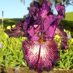 Power Surge - reblooming tall bearded Iris