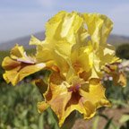 Praetorian Guard - tall bearded Iris