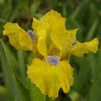 Prank - fragrant reblooming SDB Standard Dwarf Bearded