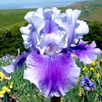 Premonition - reblooming tall bearded Iris