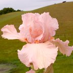 Presence - fragrant tall bearded Iris