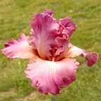 Prestige Item - tall bearded Iris