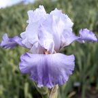 Pretaporter - fragrant tall bearded Iris