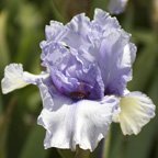 Pretty Woman - tall bearded Iris