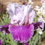 Prima Beauty - tall bearded Iris