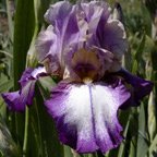 Prince Charming - reblooming tall bearded Iris
